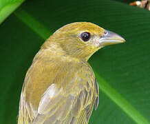 Summer Tanager