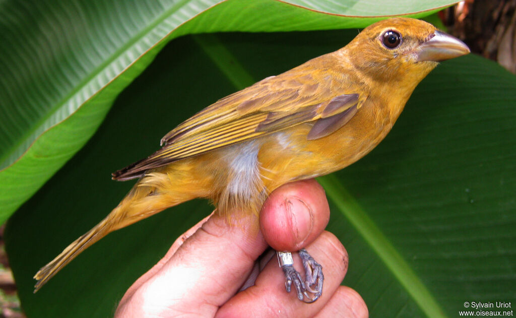 Summer Tanager female adult