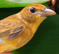 Summer Tanager