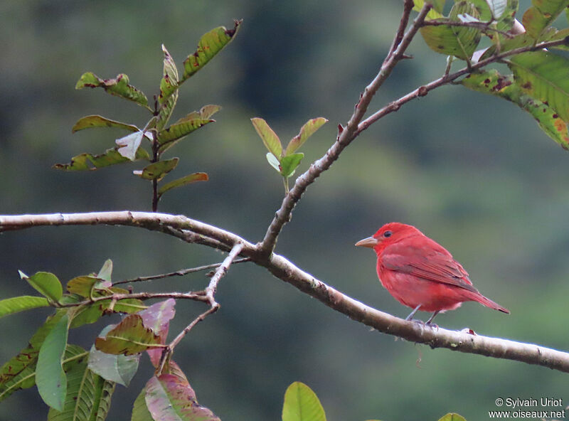 Summer Tanager male adult