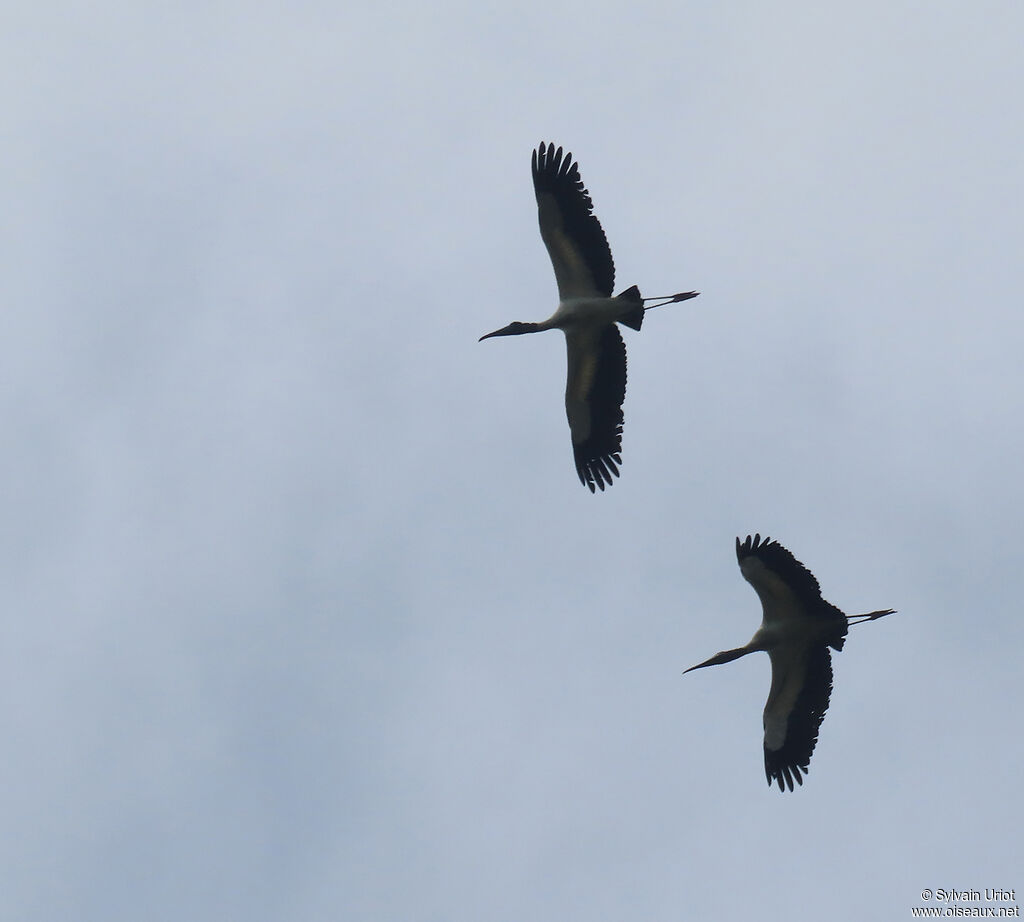 Wood Storkadult