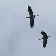 Wood Stork