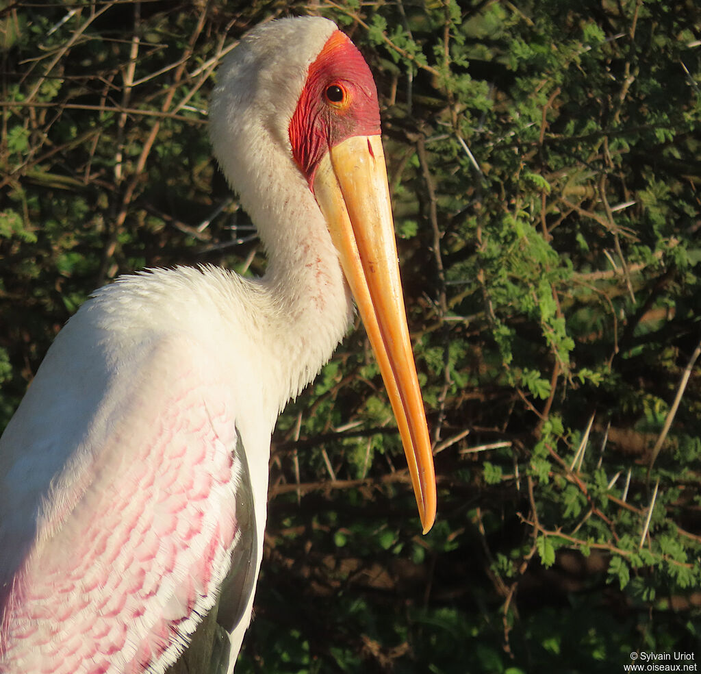 Yellow-billed Storkadult