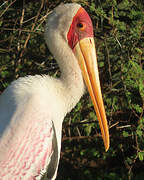 Yellow-billed Stork