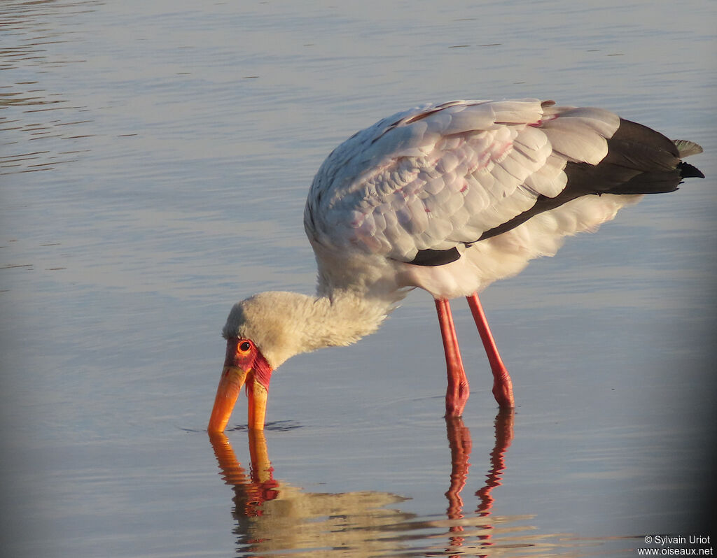 Yellow-billed Storkadult