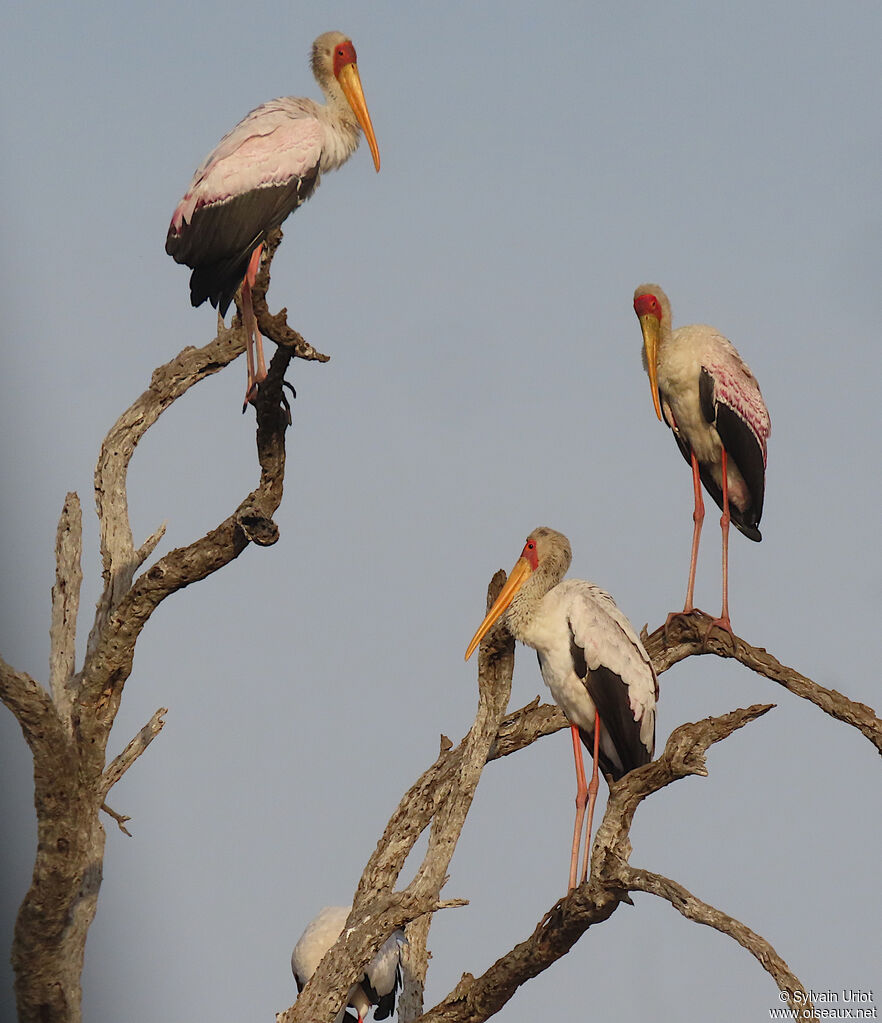 Yellow-billed Storkadult