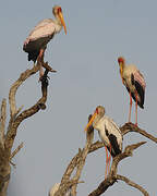 Yellow-billed Stork