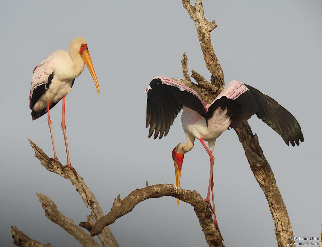 Yellow-billed Storkadult