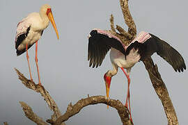 Yellow-billed Stork