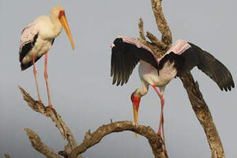 Tantale ibis