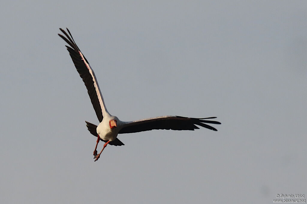 Yellow-billed Storkadult