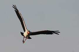 Yellow-billed Stork