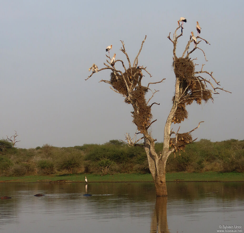 Yellow-billed Storkadult