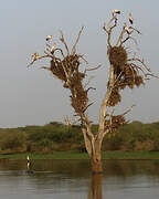 Yellow-billed Stork