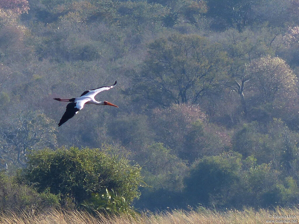 Yellow-billed Storkadult