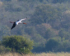 Yellow-billed Stork