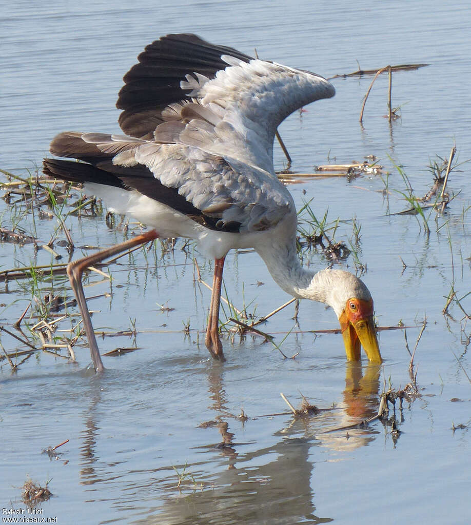 Tantale ibisadulte, pêche/chasse