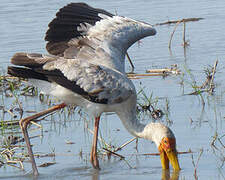 Yellow-billed Stork