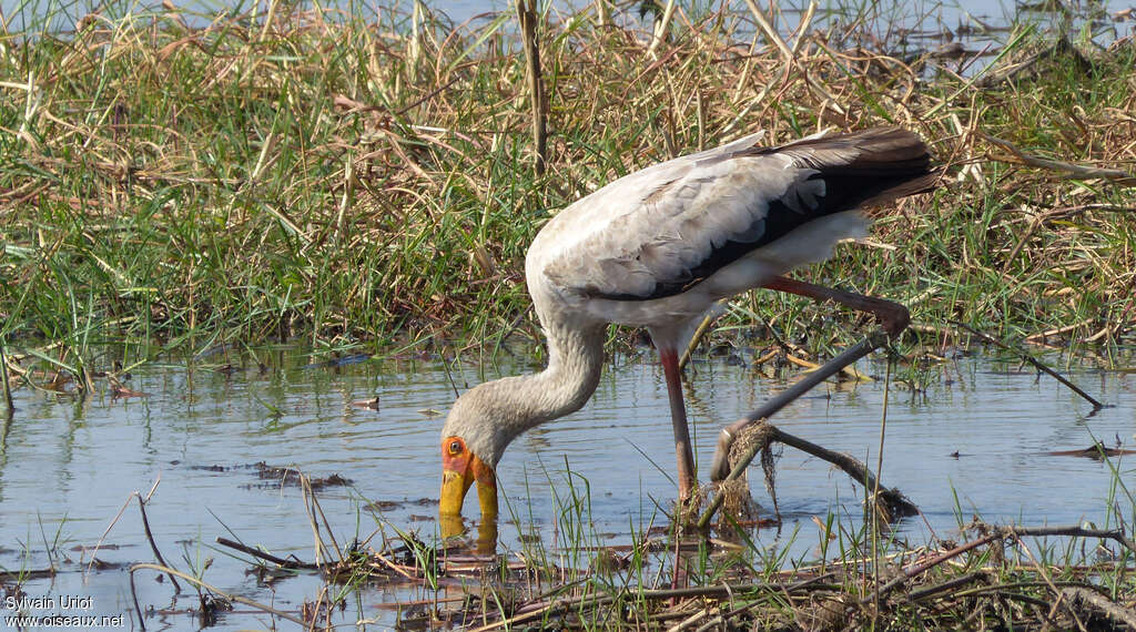 Yellow-billed Storkimmature, fishing/hunting