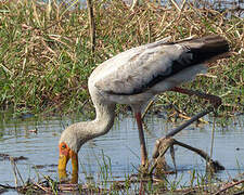 Yellow-billed Stork