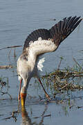 Yellow-billed Stork