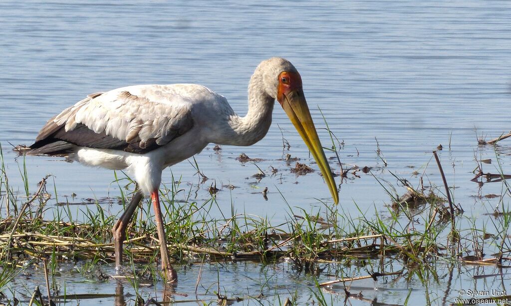 Yellow-billed Stork