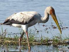 Yellow-billed Stork