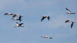 Yellow-billed Stork