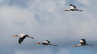 Yellow-billed Stork