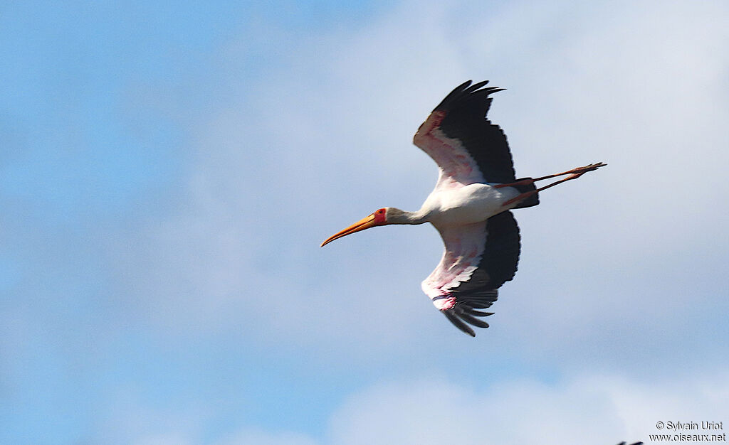 Yellow-billed Storkadult