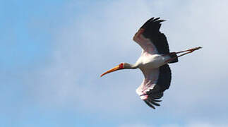 Yellow-billed Stork