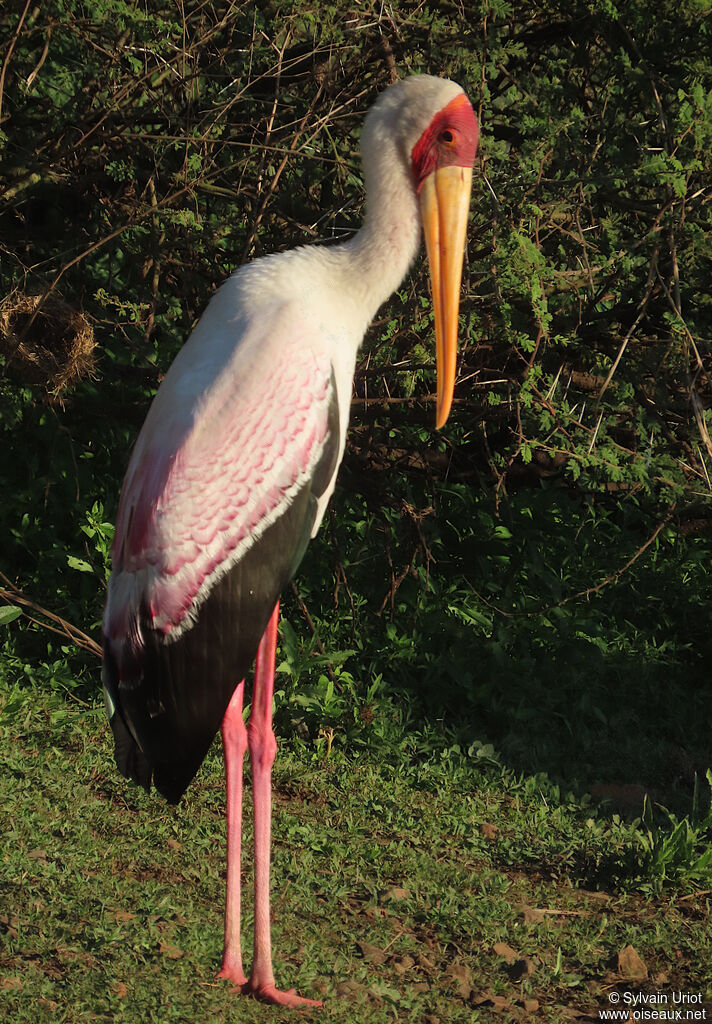 Yellow-billed Storkadult