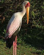 Yellow-billed Stork