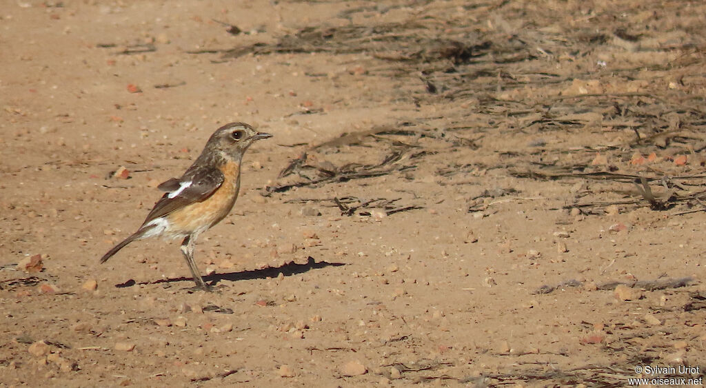 African Stonechat female adult