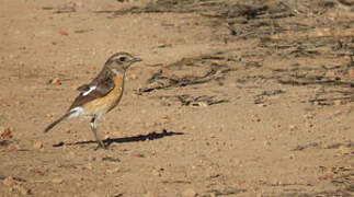 African Stonechat