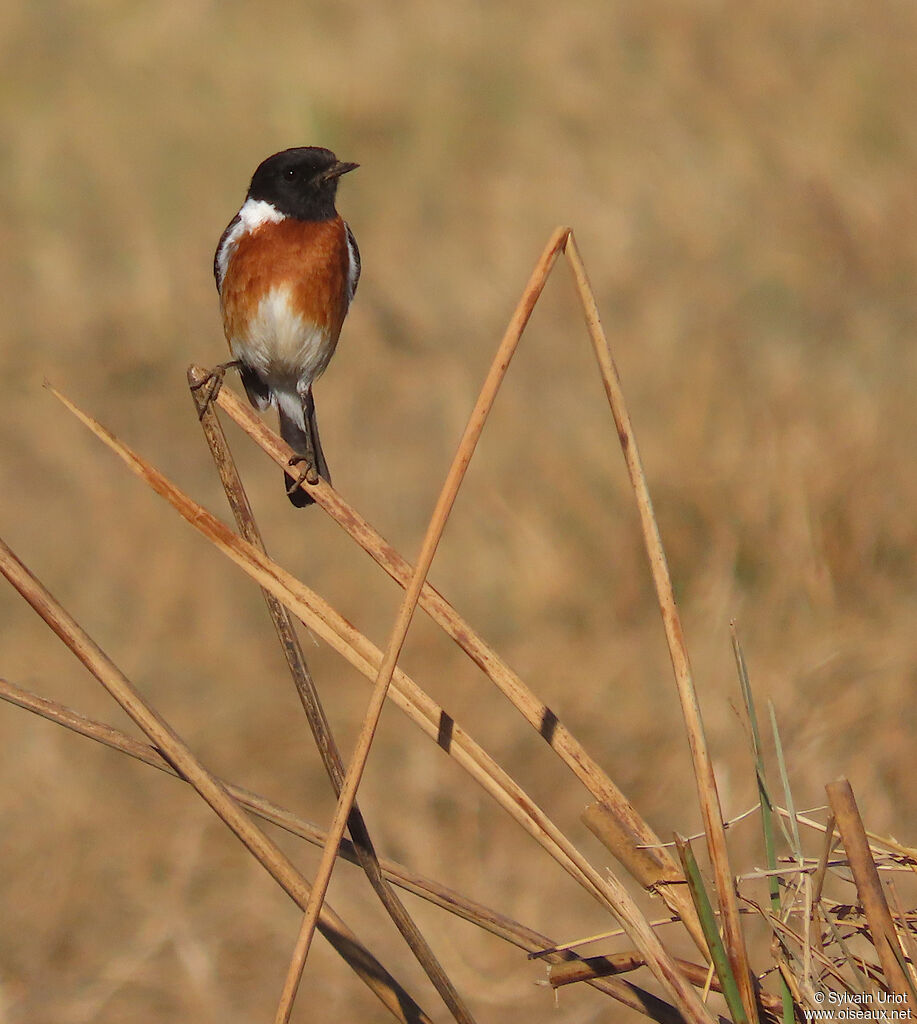 African Stonechat male adult