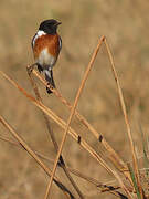 African Stonechat