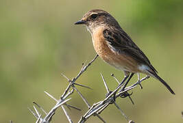 African Stonechat