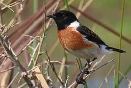 African Stonechat