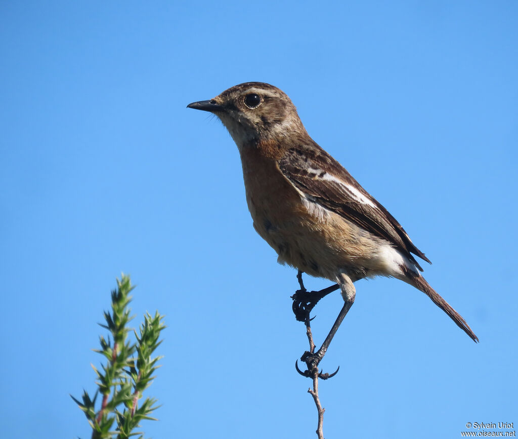 African Stonechat female adult