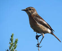 African Stonechat