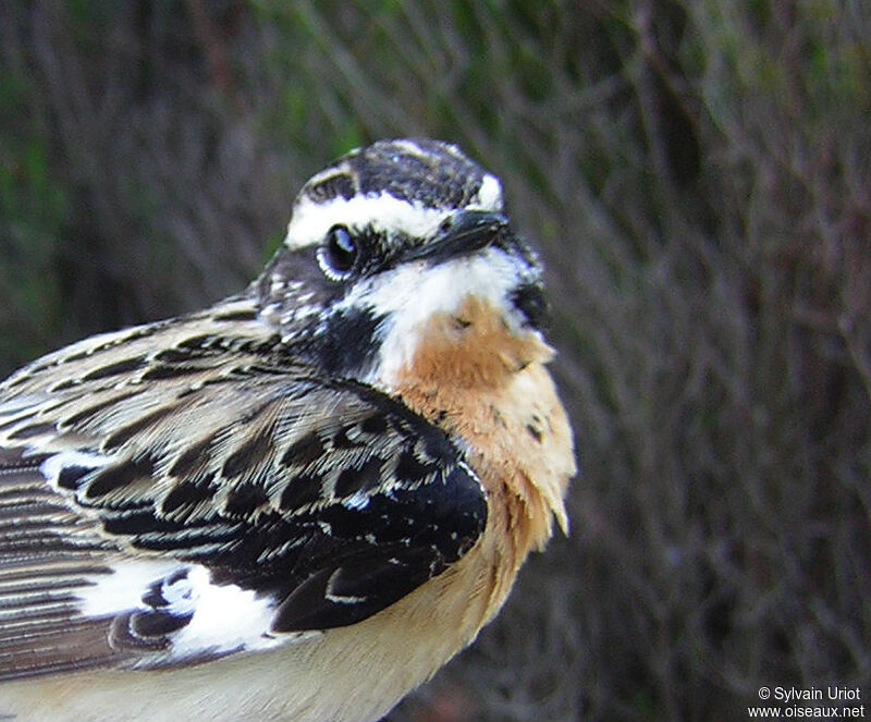 Whinchat male adult, close-up portrait