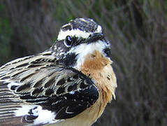 Whinchat