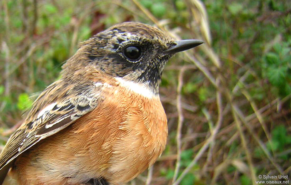 European Stonechatsubadult, close-up portrait