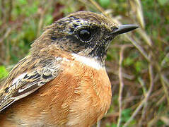 European Stonechat