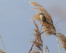 European Stonechat