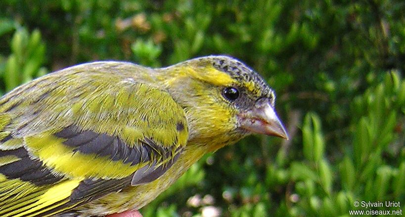 Eurasian Siskin male adult, close-up portrait