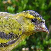 Eurasian Siskin