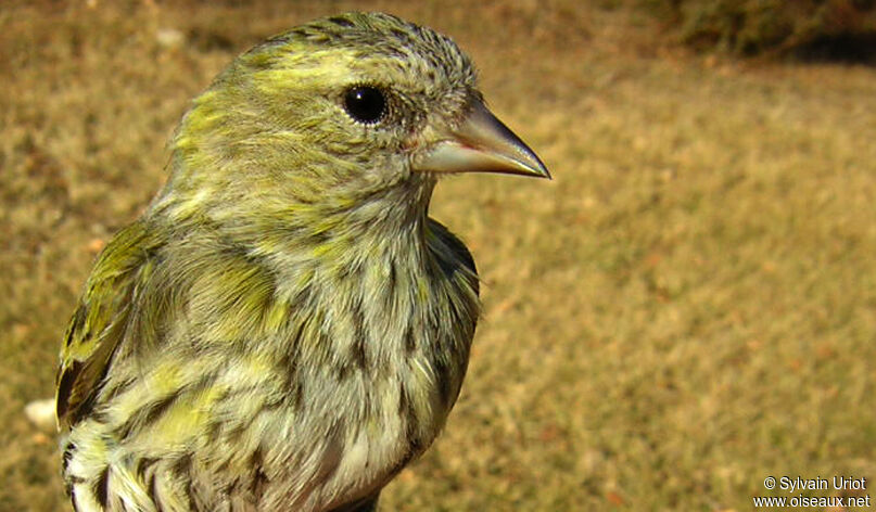 Eurasian Siskin female adult, close-up portrait