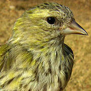 Eurasian Siskin